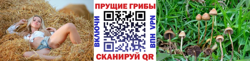 Псилоцибиновые грибы Magic Shrooms  blacksprut как войти  Городище 